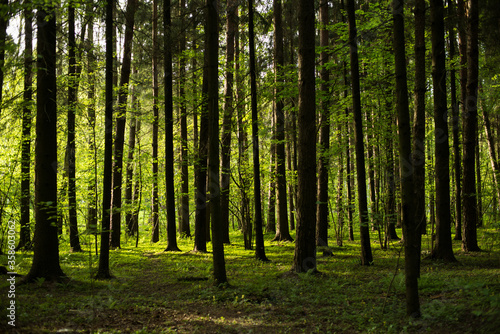 green coniferous forest general plan