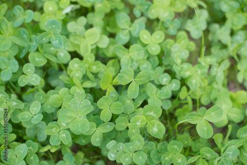 large clearing of three leafy green clover