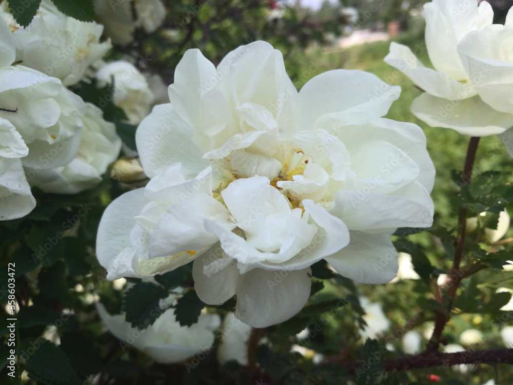 White climbing rose flowers on a branch. Close up White climbing rose flowers on a branch. Close up