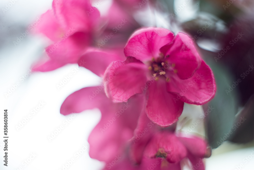 pink apple tree flowers on a green background