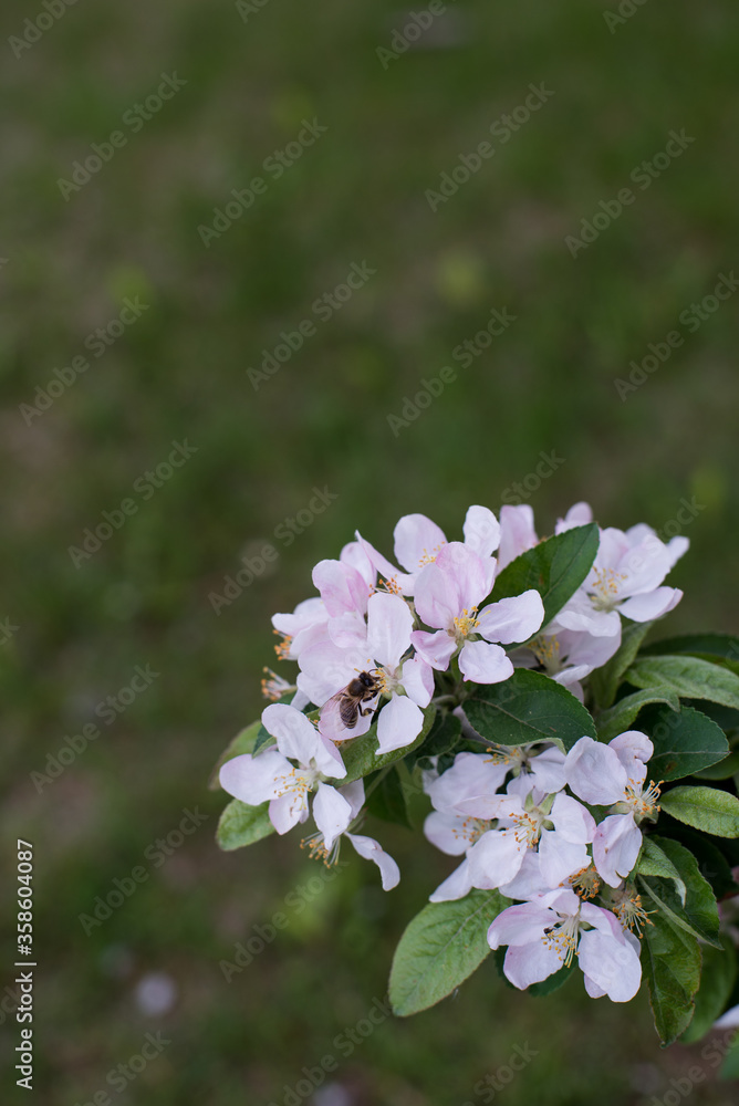 white-pink flowers of apple trees among greenery white-pink flowers of apple trees among greenery