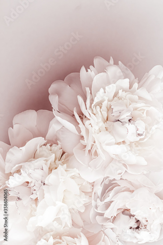 Fototapeta Naklejka Na Ścianę i Meble -  Pastel peony flowers in bloom as floral art background, wedding decor and luxury branding design