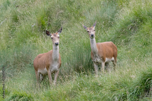 Fototapeta Naklejka Na Ścianę i Meble -  Two deer females at grazing (Cervus elaphus)