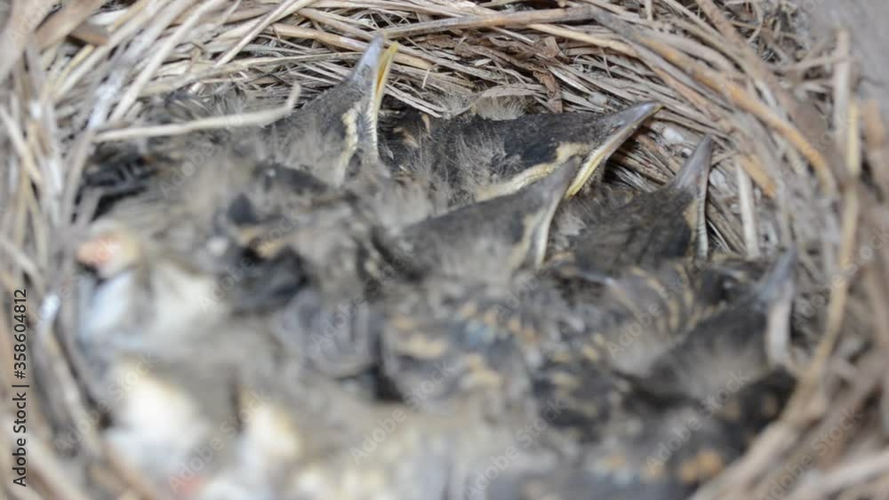 baby sparrow birds in straw nest baby sparrow birds in straw nest