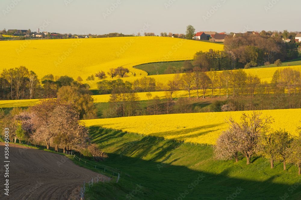Fototapeta premium Rapsfelder in den Hügeln Deutschlands