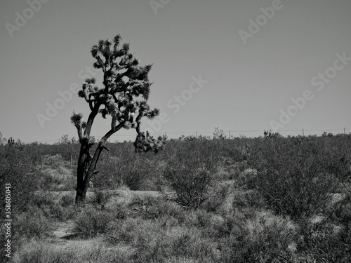 Tree in the Desert