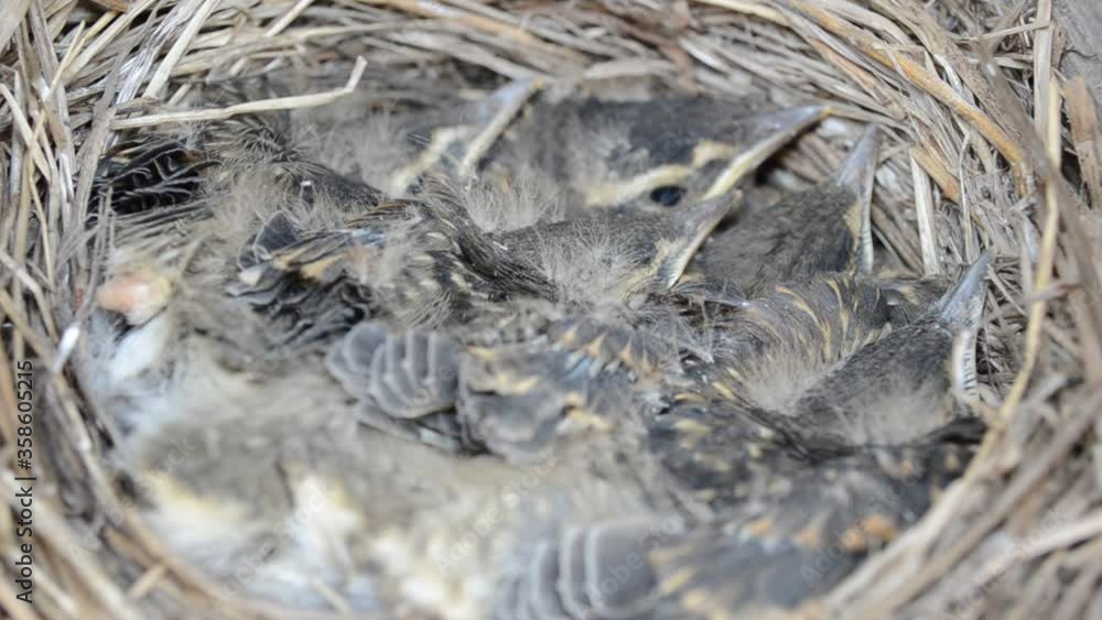 baby sparrow birds in straw nest baby sparrow birds in straw nest
