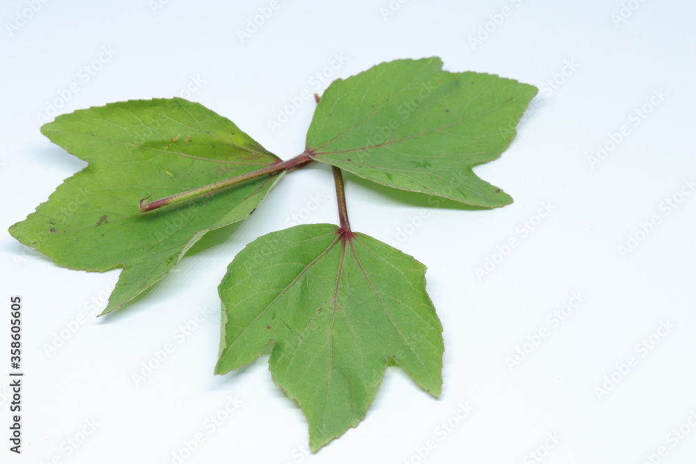 Rozelle leaves isolated on white background Rozelle leaves isolated on white background