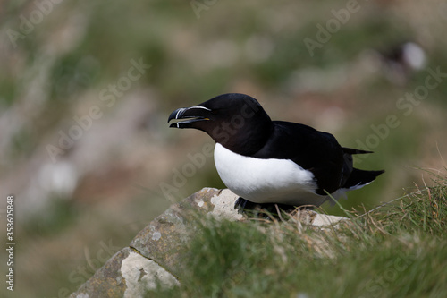 Razorbill on Treshnish Isles in Scotland