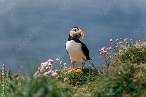 Little Puffin on Isle of Lunga in Scotland