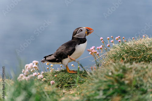 Little Puffin on Isle of Lunga in Scotland