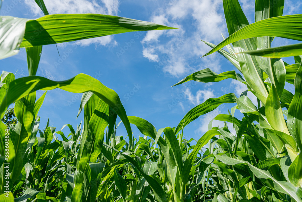corn field in the agricultural garden with blue sky corn field in the agricultural garden with blue sky