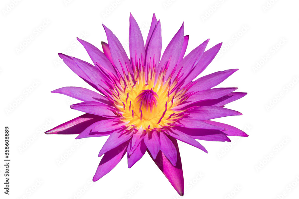 Obraz premium Waterlily or lotus flower isolated on white background with clipping path.