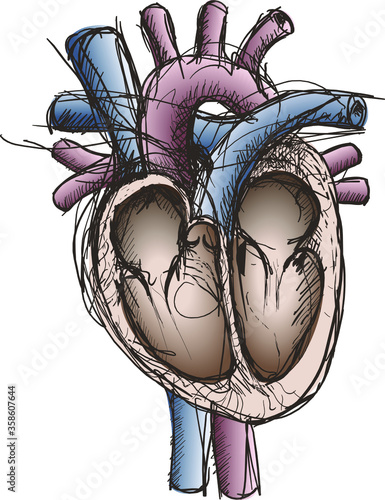 Pen sketch of the human heart with main veins and arteries. Shown in cross section to show the four chambers and valves. Full color shaded version.