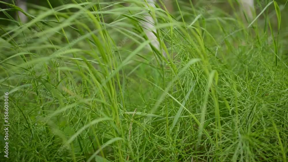 green grass and plant background green grass and plant background