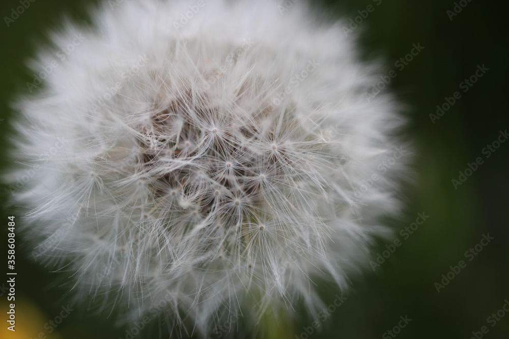 Obraz premium dandelion seed head