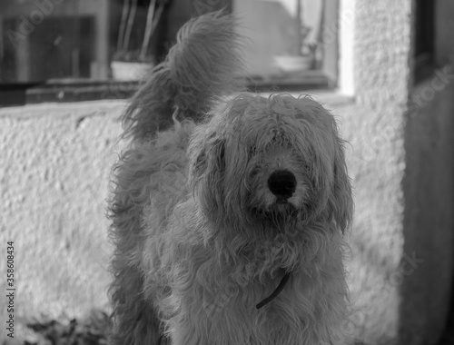 Tuto the dog after tje rain with long hair photo