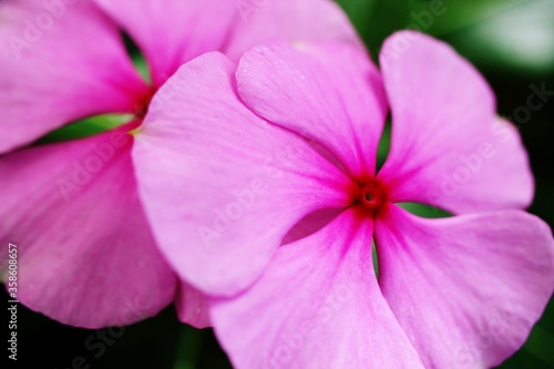 close up of a pink flower