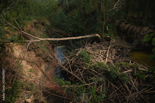 beaver dam in a ravine with a swamp in the forest