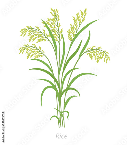 Rice plant. Bunch of grass. Oryza glaberrima. Oryza sativa. Agronomy cereal grain. Vector agricultural illustration. photo