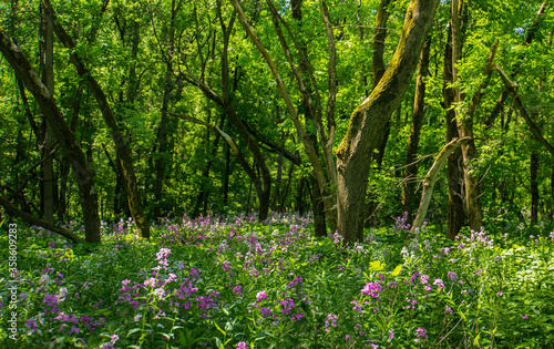 Fototapeta Naklejka Na Ścianę i Meble -  morning sun lights up wild pink and purple phlox blooming in the woods 
