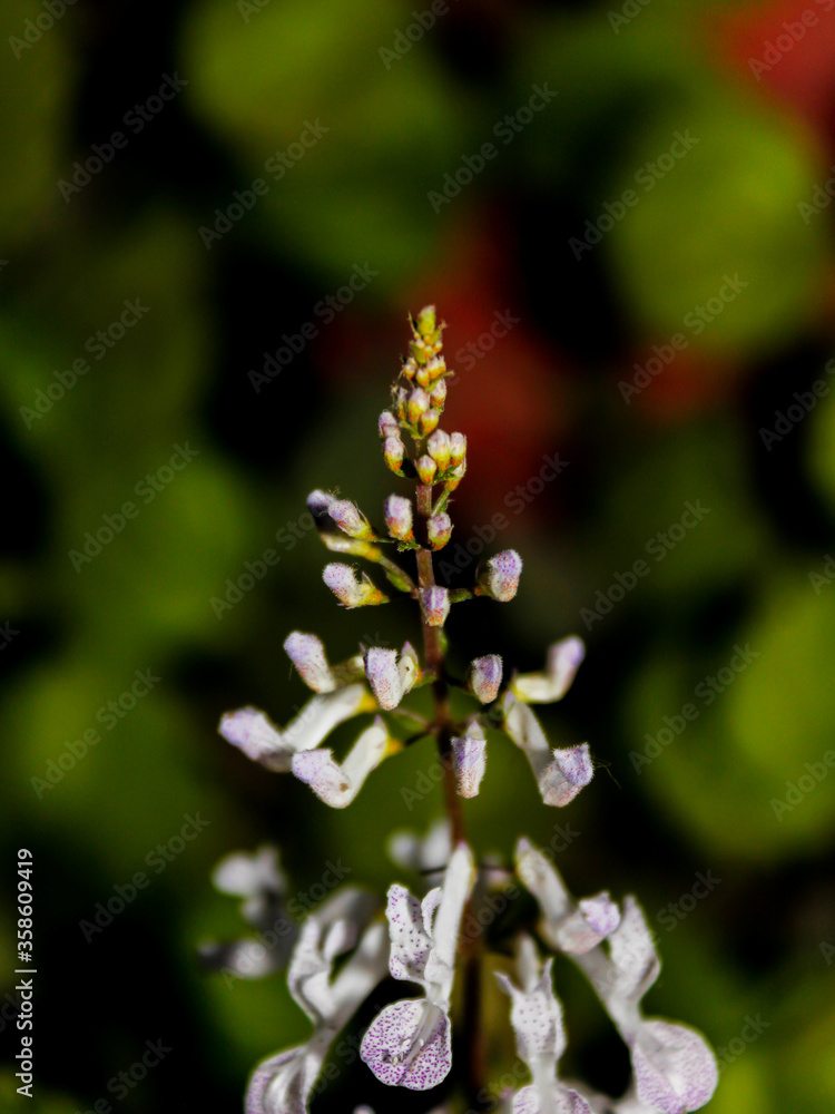 Fototapeta premium little flower
