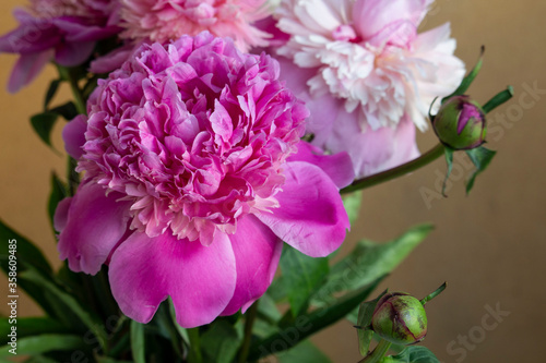 Pink peony flower blooming close-up