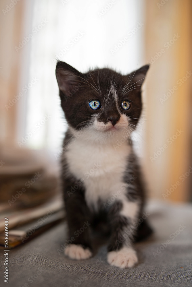 Portrait of a little black kitten with blue eyes sitting on the table.