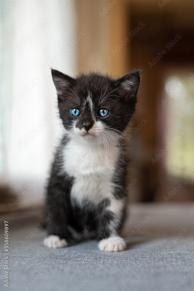 Portrait of a little black kitten with blue eyes sitting on the table.