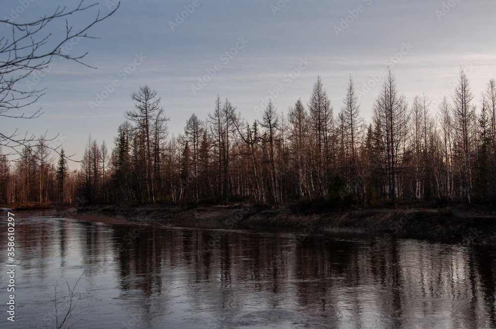 Birch trees without leaves in early spring. Small river flow across forest with light in sundown lights. March Birch trees without leaves in early spring. Small river flow across forest with light in sundown lights. March