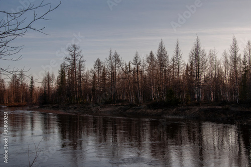 Birch trees without leaves in early spring. Small river flow across forest with light in sundown lights. March