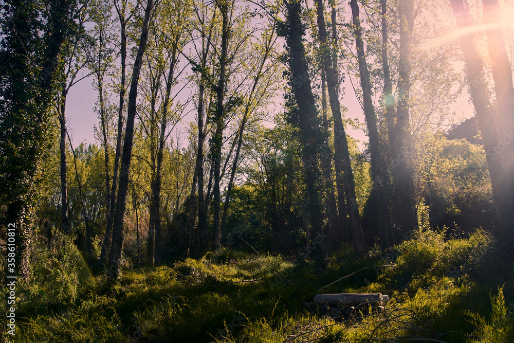 Obraz premium Rest place in the field