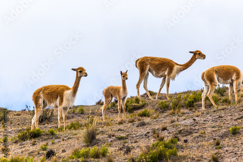 Small group of vicunas  including a young