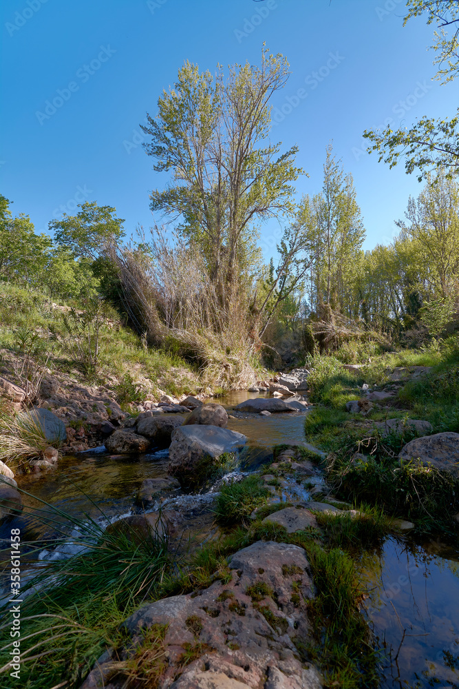 Small stream among the vegetation