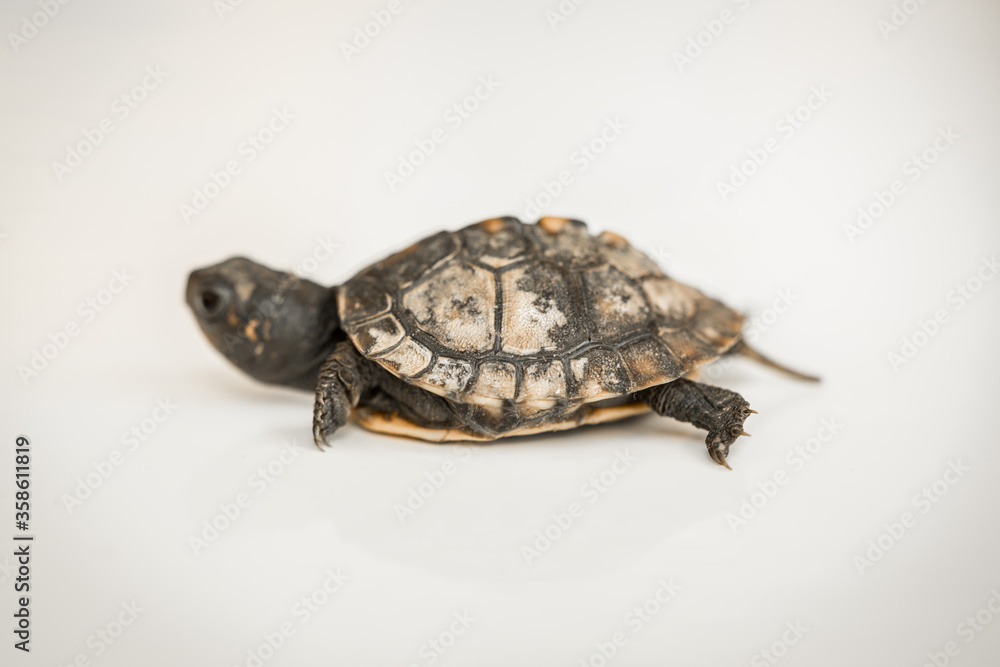 Fototapeta premium Tiny Box Turtle