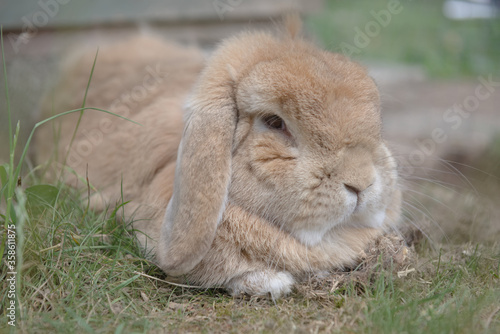 Sandy netherlands dwarf lop rabbit lies among scrub grass, looking dozily at the camera.