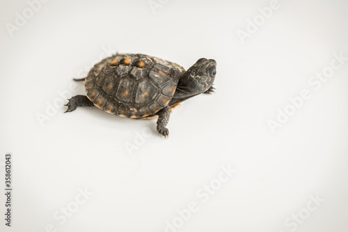 Tiny Box Turtle