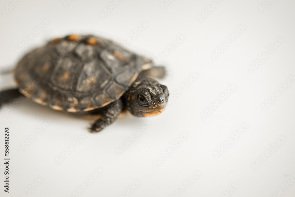 Obraz premium Tiny Box Turtle