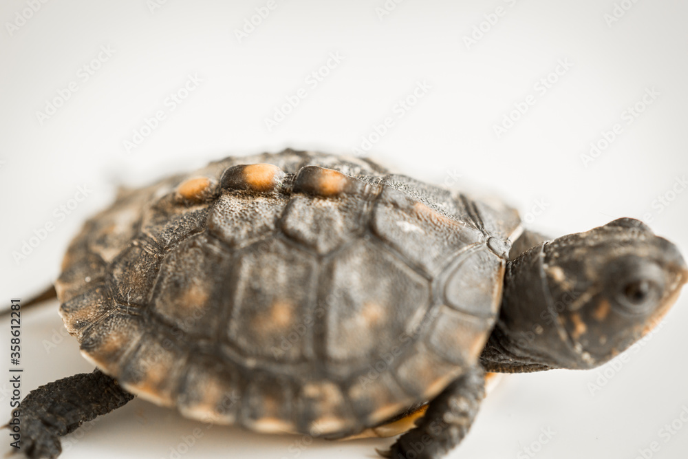 Fototapeta premium Tiny Box Turtle