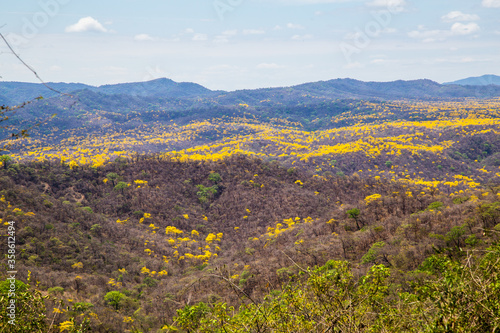 Trees of guayac  n