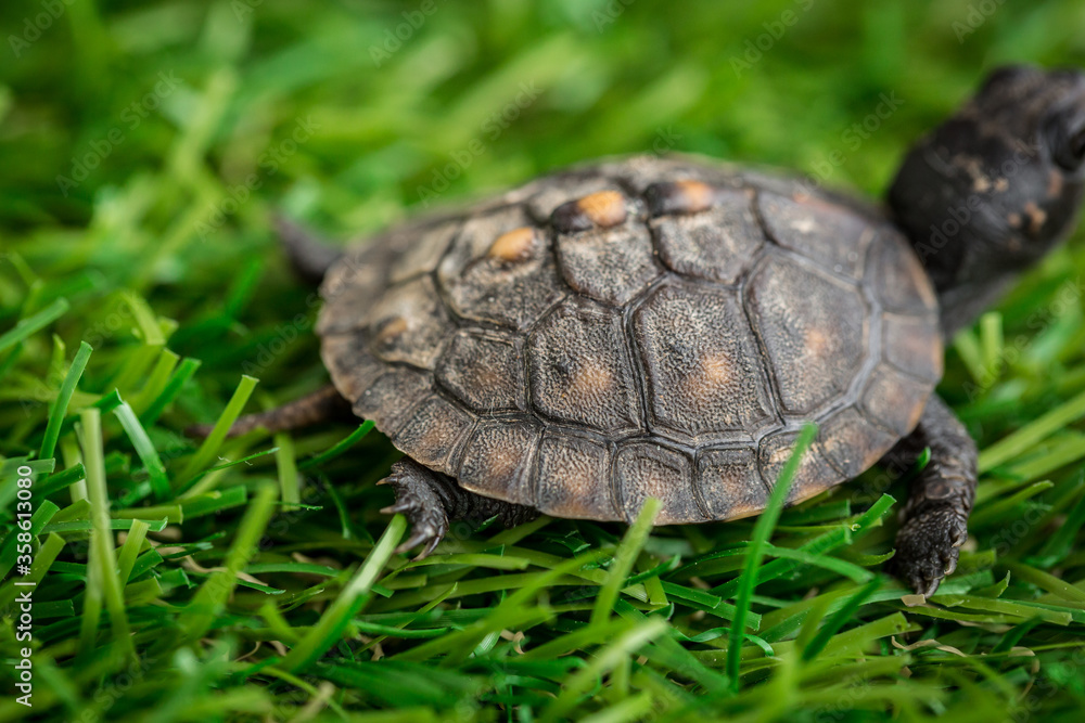 Obraz premium Tiny Box Turtle