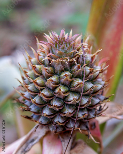 Pine cone like fruit, flower or plant blossoming in the garden photo