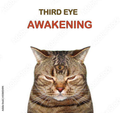 The beige cat has got three eyes. Third eye awakening. White background. Isolated.