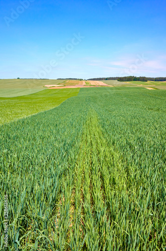Green crop field on a sunny day  agricultural landscape.