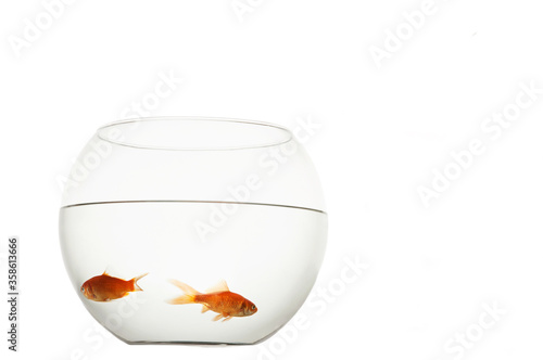 Two goldfish in bowl