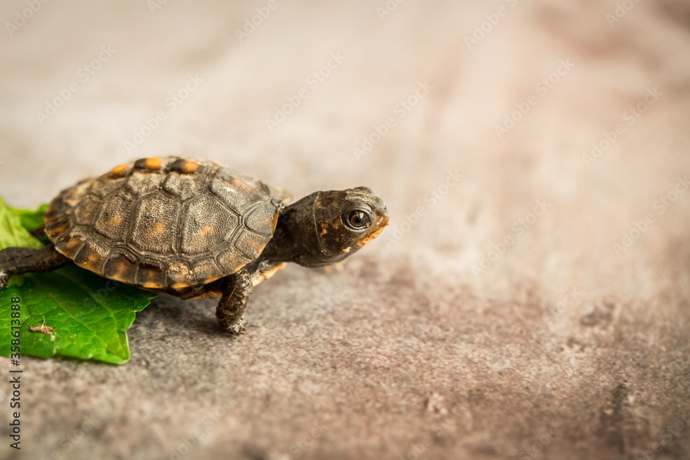 Tiny Box Turtle