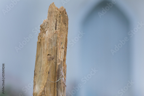 broken wood tree termite forest woods