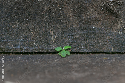 plant rising crack pavement cement