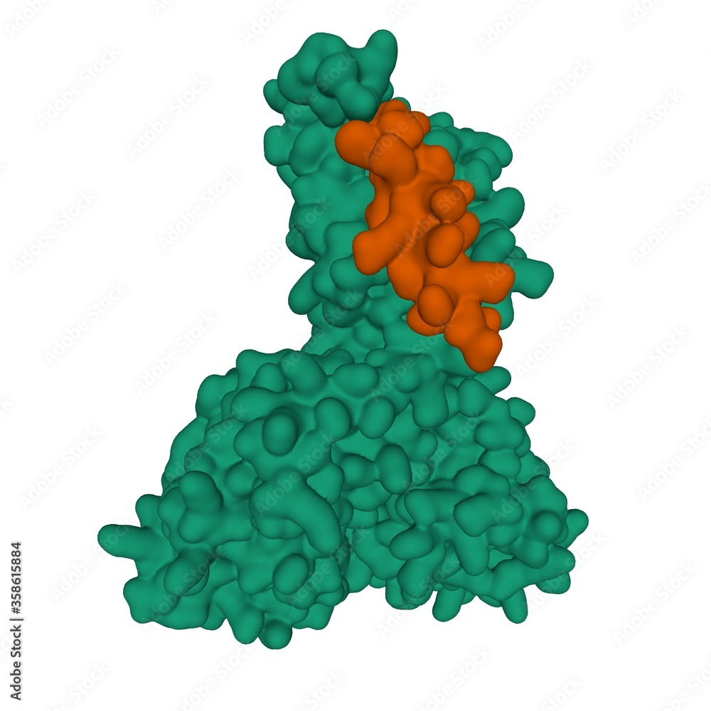 Structure of human parathyroid hormone (brown) in complex with the ...