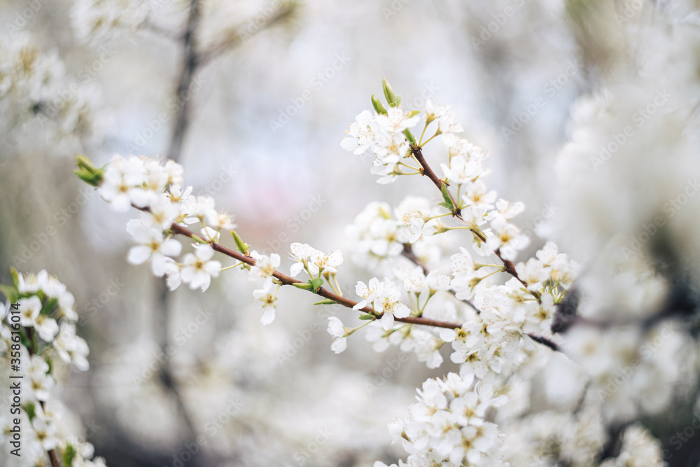 Blooming plum tree. The branches are covered with white flowers.
